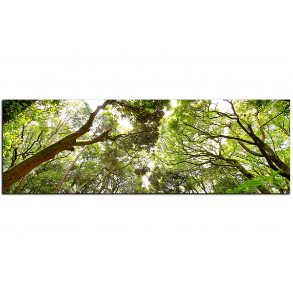 Obraz na plátně - Zelené stromy v lese - panoráma